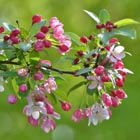 blossom